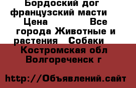 Бордоский дог ( французский масти)  › Цена ­ 50 000 - Все города Животные и растения » Собаки   . Костромская обл.,Волгореченск г.